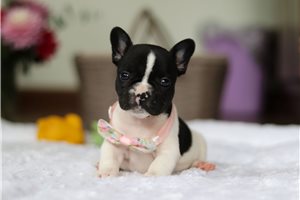 Stacy - puppy for sale