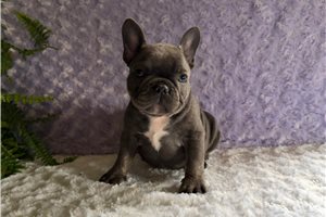 Bell - French Bulldog for sale