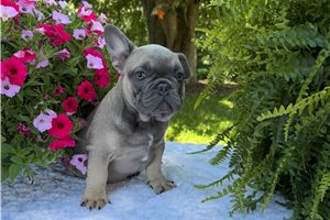 Gumbo - French Bulldog for sale