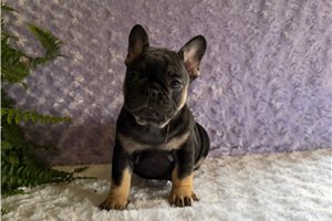Taffy - French Bulldog for sale