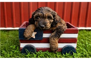 Jules - Goldendoodle for sale