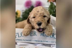 Joshua - puppy for sale