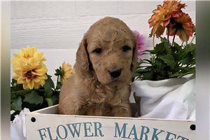 Jewel - puppy for sale