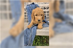 Jewel - Goldendoodle for sale