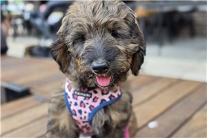 Jules - Goldendoodle for sale