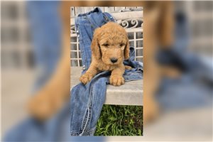 Jiminy - Goldendoodle for sale