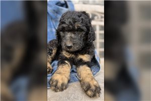 Julian - Goldendoodle for sale