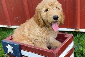 Joshua - Goldendoodle for sale