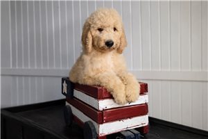 Joanna - Goldendoodle for sale