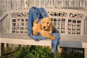 Joshua - Goldendoodle for sale