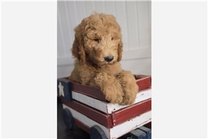 Jiminy - Goldendoodle for sale