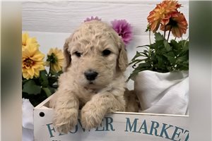 Joanna - Goldendoodle for sale