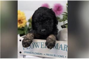 Julian - puppy for sale