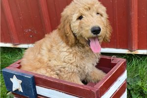 Joshua - Goldendoodle for sale