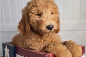 Jiminy - Goldendoodle for sale