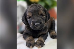 Jules - puppy for sale