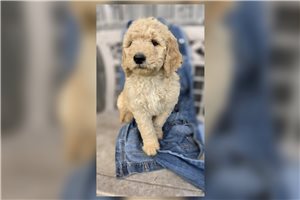 Joanna - Goldendoodle for sale