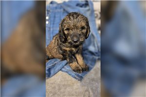 Jules - Goldendoodle for sale
