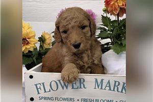 Jiminy - puppy for sale