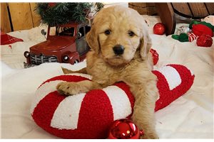 Travis - Goldendoodle for sale