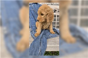 Jewel - Goldendoodle for sale