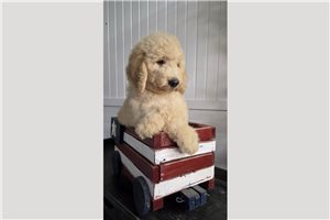 Joanna - Goldendoodle for sale