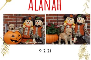 Alanah - Goldendoodle, Mini for sale