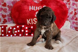 Grayson - Poodle, Standard for sale