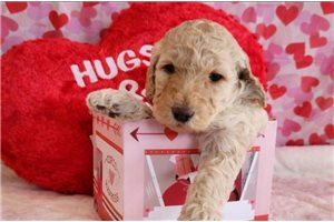 Gianna - Poodle, Standard for sale