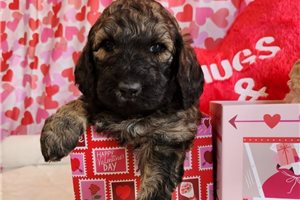 Gabriel - Poodle, Standard for sale