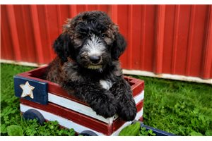 Hera - Sheepadoodle for sale