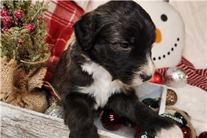Douglas - puppy for sale
