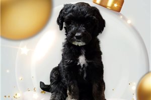 Trey - puppy for sale