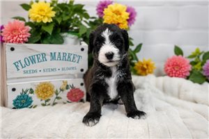 Hazel - Sheepadoodle for sale