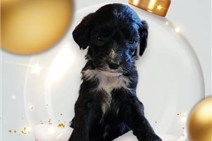 Tina - puppy for sale