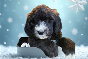 Dory - Sheepadoodle for sale