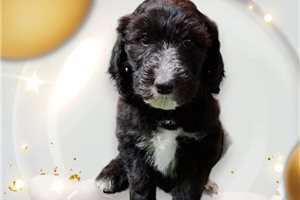 Tania - puppy for sale