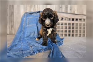 Hera - Sheepadoodle for sale