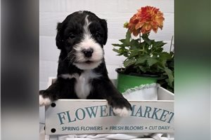 Harvey - Sheepadoodle for sale