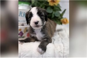 Hannah - Sheepadoodle for sale
