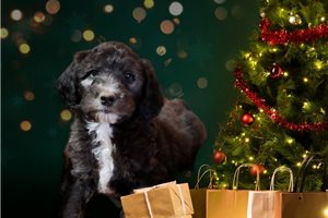 Taleen - puppy for sale