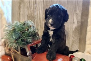 Evelyn - Sheepadoodle for sale