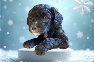 Emma - Sheepadoodle for sale