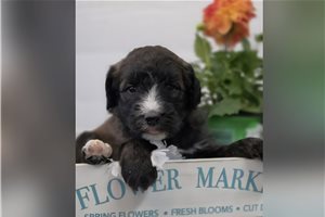 Hera - Sheepadoodle for sale