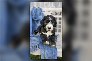 Harvey - Sheepadoodle for sale