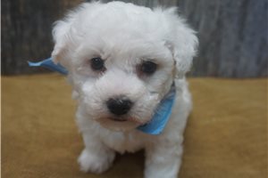 Colby - Bichon Frise for sale