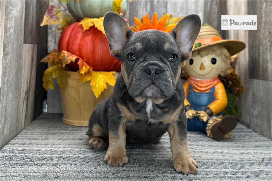 Andrew - French Bulldog for sale