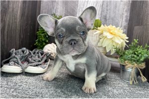 Madison - puppy for sale