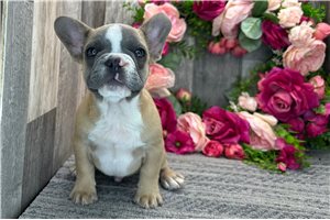 Theodore - French Bulldog for sale