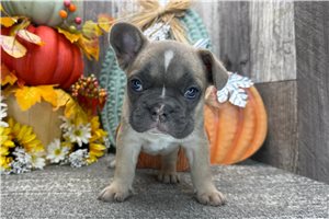 Clara - puppy for sale